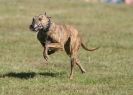 Image 16 in LURCHER RACING AT SANDRINGHAM. SEPT.09