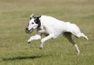 Image 17 in LURCHER RACING AT SANDRINGHAM. SEPT.09