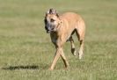 Image 18 in LURCHER RACING AT SANDRINGHAM. SEPT.09