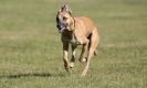 Image 19 in LURCHER RACING AT SANDRINGHAM. SEPT.09