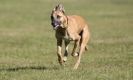 Image 19 in LURCHER RACING AT SANDRINGHAM. SEPT.09