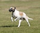 Image 2 in LURCHER RACING AT SANDRINGHAM. SEPT.09