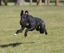 Image 20 in LURCHER RACING AT SANDRINGHAM. SEPT.09