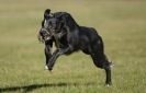 Image 22 in LURCHER RACING AT SANDRINGHAM. SEPT.09