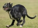 Image 23 in LURCHER RACING AT SANDRINGHAM. SEPT.09