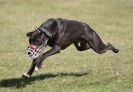 Image 25 in LURCHER RACING AT SANDRINGHAM. SEPT.09