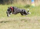 Image 26 in LURCHER RACING AT SANDRINGHAM. SEPT.09