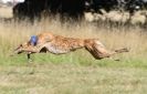 Image 27 in LURCHER RACING AT SANDRINGHAM. SEPT.09