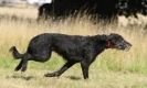 Image 28 in LURCHER RACING AT SANDRINGHAM. SEPT.09