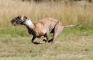 Image 29 in LURCHER RACING AT SANDRINGHAM. SEPT.09