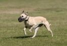 Image 3 in LURCHER RACING AT SANDRINGHAM. SEPT.09