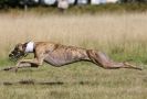 Image 31 in LURCHER RACING AT SANDRINGHAM. SEPT.09