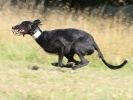 Image 33 in LURCHER RACING AT SANDRINGHAM. SEPT.09