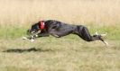 Image 34 in LURCHER RACING AT SANDRINGHAM. SEPT.09