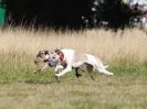 Image 35 in LURCHER RACING AT SANDRINGHAM. SEPT.09