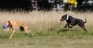 Image 37 in LURCHER RACING AT SANDRINGHAM. SEPT.09