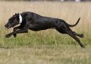 Image 38 in LURCHER RACING AT SANDRINGHAM. SEPT.09