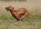 Image 39 in LURCHER RACING AT SANDRINGHAM. SEPT.09