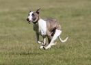 Image 4 in LURCHER RACING AT SANDRINGHAM. SEPT.09