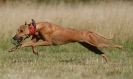 Image 40 in LURCHER RACING AT SANDRINGHAM. SEPT.09