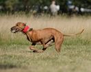 Image 41 in LURCHER RACING AT SANDRINGHAM. SEPT.09