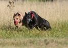 Image 42 in LURCHER RACING AT SANDRINGHAM. SEPT.09