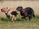 Image 43 in LURCHER RACING AT SANDRINGHAM. SEPT.09