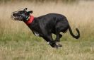 Image 44 in LURCHER RACING AT SANDRINGHAM. SEPT.09