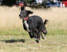 Image 46 in LURCHER RACING AT SANDRINGHAM. SEPT.09