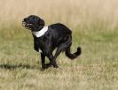 Image 47 in LURCHER RACING AT SANDRINGHAM. SEPT.09