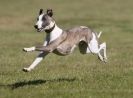 Image 5 in LURCHER RACING AT SANDRINGHAM. SEPT.09