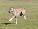 Image 6 in LURCHER RACING AT SANDRINGHAM. SEPT.09