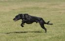 Image 7 in LURCHER RACING AT SANDRINGHAM. SEPT.09