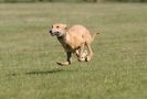 Image 8 in LURCHER RACING AT SANDRINGHAM. SEPT.09