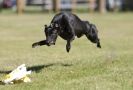 Image 9 in LURCHER RACING AT SANDRINGHAM. SEPT.09