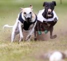 Image 5 in WHIPPET RACING. ANDOVER OPEN SEPT.2009