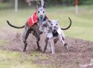 Image 50 in WHIPPET RACING. ANDOVER OPEN SEPT.2009