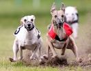 Image 6 in WHIPPET RACING. ANDOVER OPEN SEPT.2009