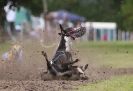 Image 61 in WHIPPET RACING. ANDOVER OPEN SEPT.2009