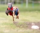 Image 9 in WHIPPET RACING. ANDOVER OPEN SEPT.2009