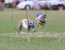 OXFORD PEDIGREE WHIPPET RACING CLUB OPEN EVENT