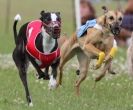 Image 11 in OXFORD PEDIGREE WHIPPET RACING CLUB OPEN EVENT