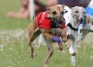 Image 13 in OXFORD PEDIGREE WHIPPET RACING CLUB OPEN EVENT