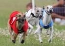 Image 14 in OXFORD PEDIGREE WHIPPET RACING CLUB OPEN EVENT