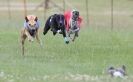 Image 15 in OXFORD PEDIGREE WHIPPET RACING CLUB OPEN EVENT