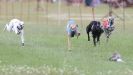 Image 16 in OXFORD PEDIGREE WHIPPET RACING CLUB OPEN EVENT