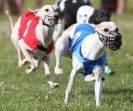 Image 17 in OXFORD PEDIGREE WHIPPET RACING CLUB OPEN EVENT