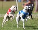 Image 18 in OXFORD PEDIGREE WHIPPET RACING CLUB OPEN EVENT