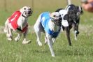 Image 19 in OXFORD PEDIGREE WHIPPET RACING CLUB OPEN EVENT