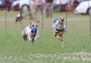 Image 2 in OXFORD PEDIGREE WHIPPET RACING CLUB OPEN EVENT